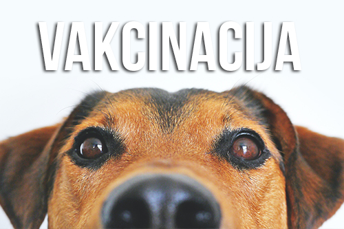 VAKCINACIJA